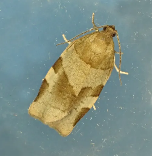 Choristoneura hebenstreitella - photo 2