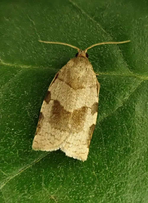 Choristoneura hebenstreitella - photo 3