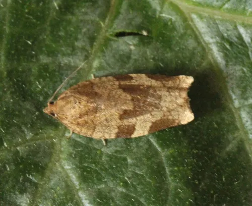 Choristoneura hebenstreitella - photo 4