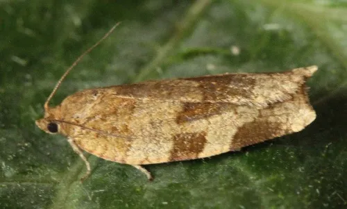 Choristoneura hebenstreitella - photo 5