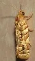 Juniper Budworm - Hodges#3647 - photo 2