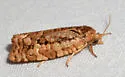 Juniper Budworm - Hodges#3647 - photo 3