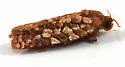 Juniper Budworm - Hodges#3647 - photo 4