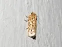 Juniper Budworm - Hodges#3647 - photo 5