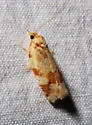 Choristoneura lambertiana - Hodges#3644