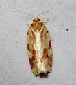 Choristoneura lambertiana - Hodges#3644 - photo 2