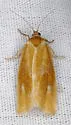 Choristoneura lambertiana - Hodges#3644 - photo 3