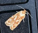 Choristoneura lambertiana - Hodges#3644 - photo 4