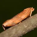 Choristoneura obsoletana - Hodges#3631 - photo 2