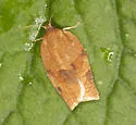 Choristoneura obsoletana - Hodges#3631 - photo 4