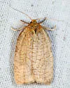 Choristoneura obsoletana - Hodges#3631 - photo 5
