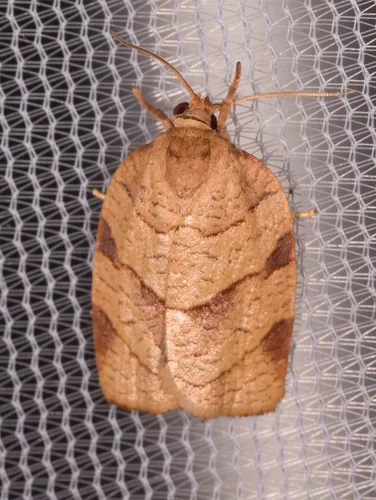Spotted Fireworm Moth - Hodges#3633