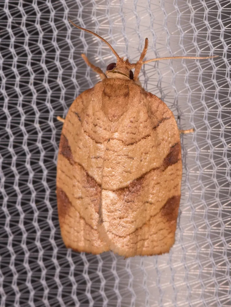 Spotted Fireworm Moth - Hodges#3633 - photo 2