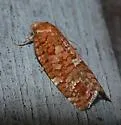 Jack Pine Budworm - Hodges#3643