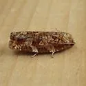 Jack Pine Budworm - Hodges#3643 - photo 2