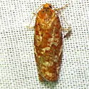 Jack Pine Budworm - Hodges#3643 - photo 3
