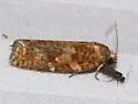 Jack Pine Budworm - Hodges#3643 - photo 4