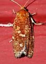 Jack Pine Budworm - Hodges#3643 - photo 5