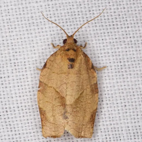 Oblique-banded Leafroller Moth - photo 4