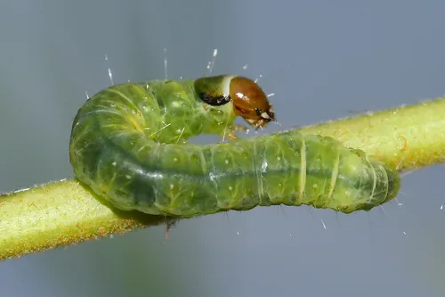 Oblique-banded Leafroller Moth - photo 5