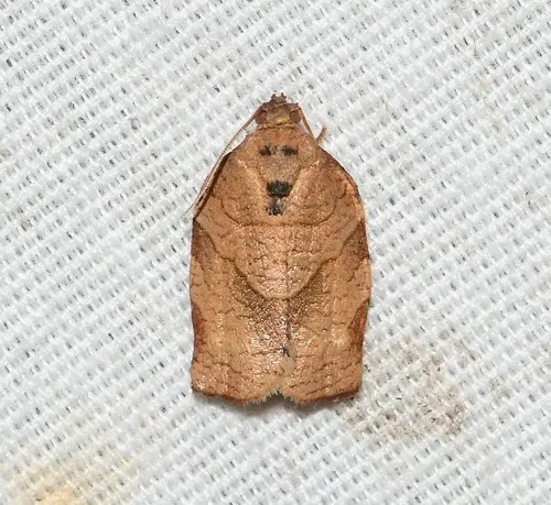 Oblique-banded Leafroller Moth - photo 6