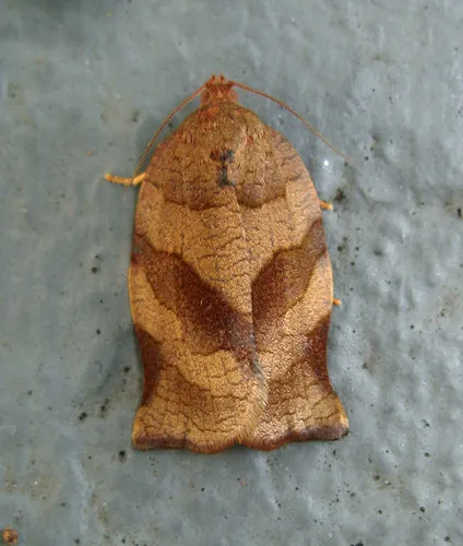 Oblique-banded Leafroller Moth - photo 7