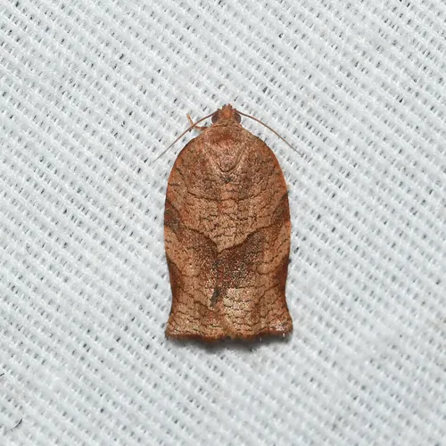 Oblique-banded Leafroller Moth - photo 8
