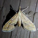Choristostigma disputalis - Hodges#5133