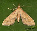 Choristostigma disputalis - Hodges#5133 - photo 2