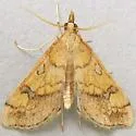 Choristostigma elegantalis - Hodges#5132 - Choristostigma elegantalis