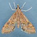 Choristostigma elegantalis - Hodges#5132 - photo 4
