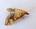 Choristostigma leucosalis - Hodges#5134