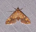 Choristostigma leucosalis - Hodges#5134 - photo 3