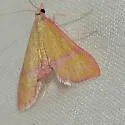 Choristostigma perpulchralis - Hodges#5131 - photo 2