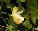 Choristostigma plumbosignalis - Hodges#5128