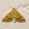 Choristostigma plumbosignalis - Hodges#5128 - photo 2