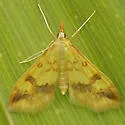 Choristostigma plumbosignalis - Hodges#5128 - photo 3