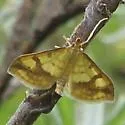 Choristostigma plumbosignalis - Hodges#5128 - photo 4
