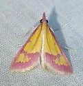 Choristostigma roseopennalis - Hodges#5130