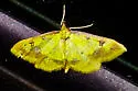 Choristostigma zephyralis - Hodges#5129