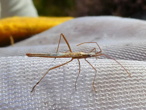 Chorosoma schillingi