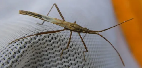 Chorosoma schillingi - photo 3