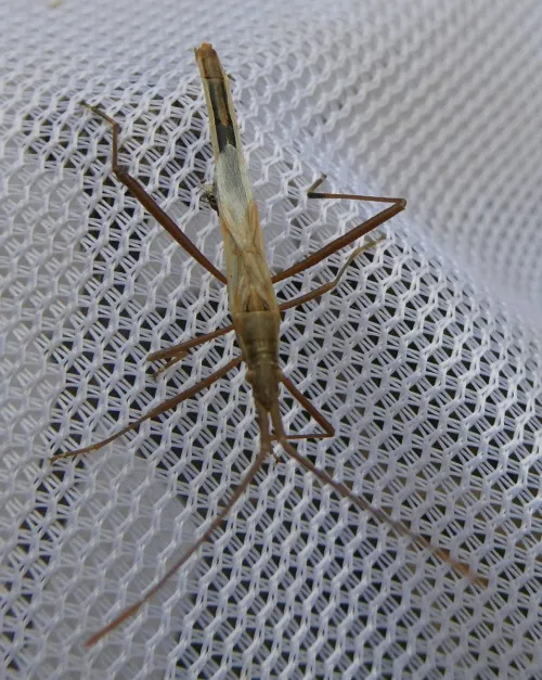 Chorosoma schillingi - photo 4