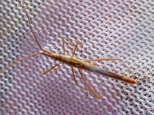 Chorosoma schillingi - photo 5