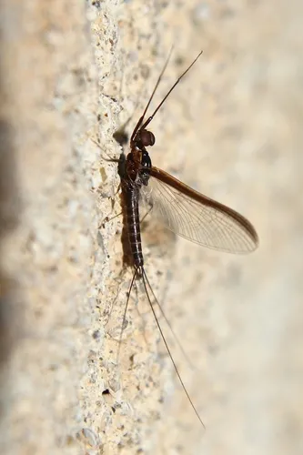 Choroterpes picteti - Choroterpes picteti