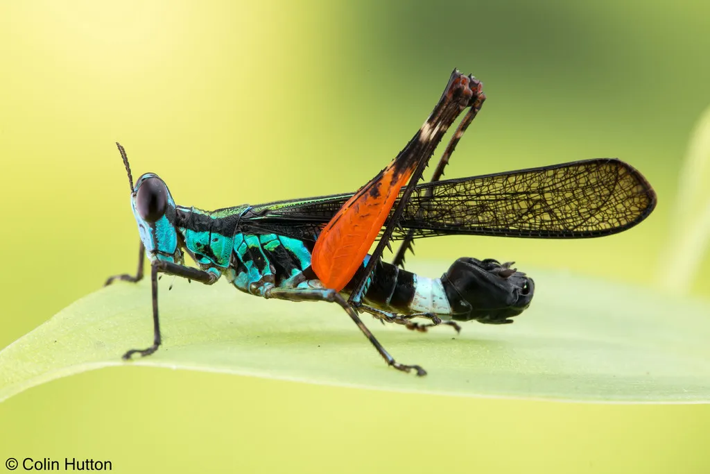 Chorotypidae - photo 2