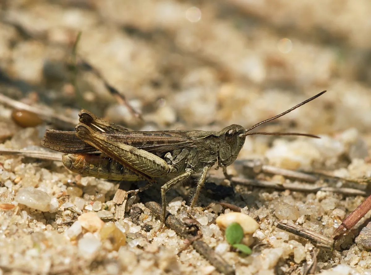Common Field Grasshopper - photo 2