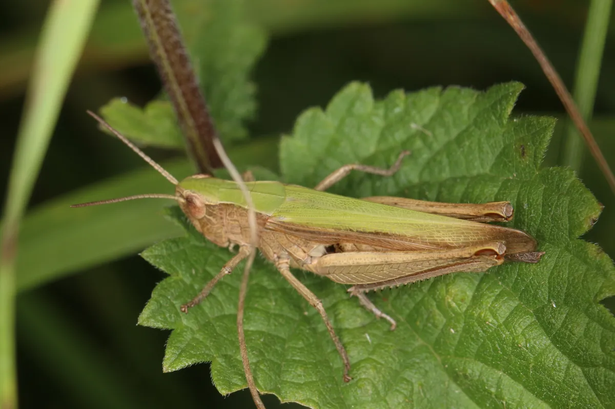 Steppe Grasshopper - photo 3