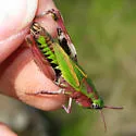 Mendocino Green-striped Grasshopper