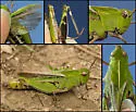 Mendocino Green-striped Grasshopper - photo 2